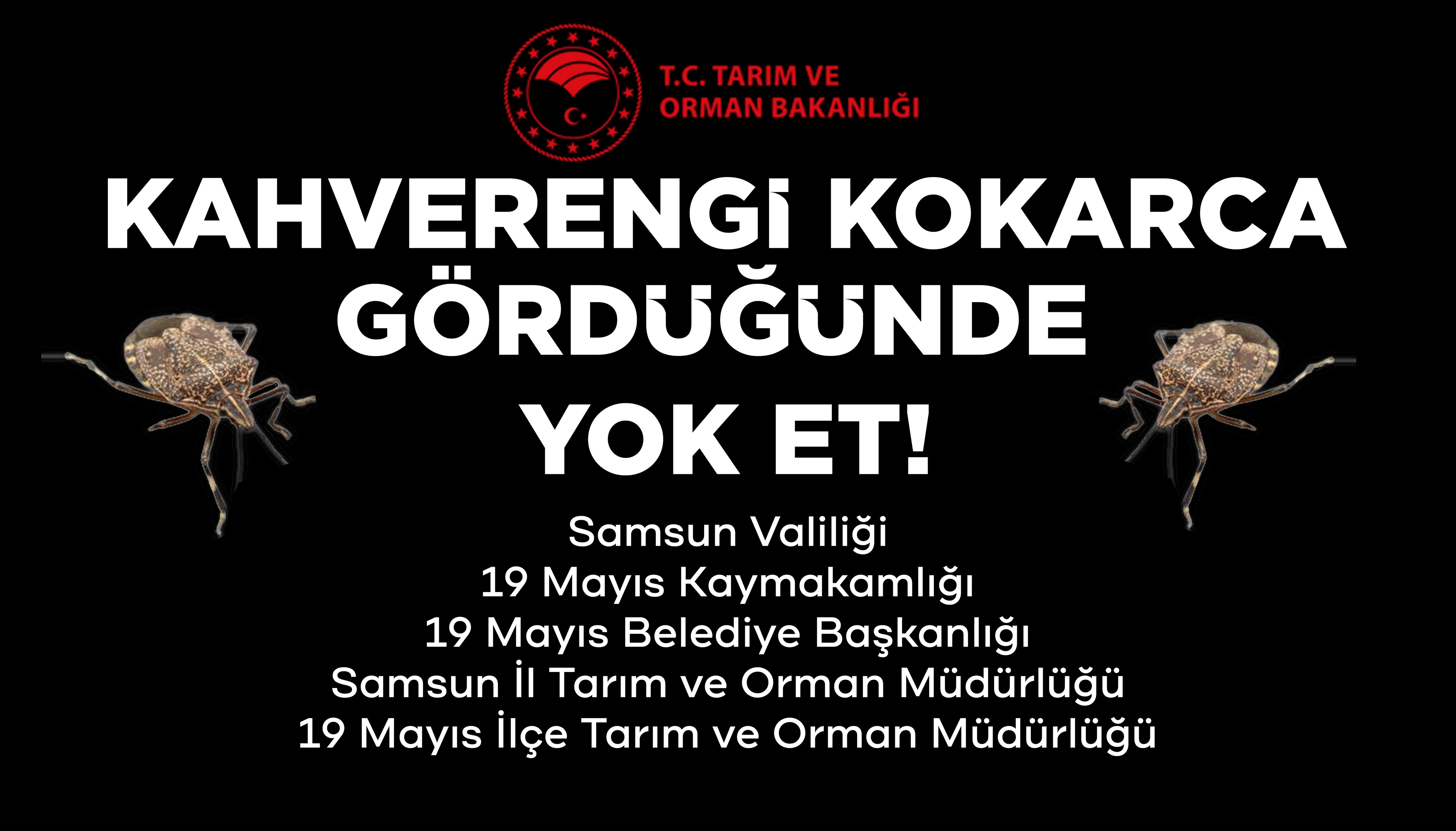 İstilacı Kahverengi Kokarca Gördüğünde Yok Et